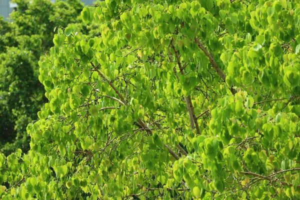 Gün Işığında Bodhi Ağacı Nın Canlı Yeşil Yaprakları — Stok fotoğraf