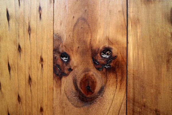 奇形怪状的小狗看上去像智利北部绿洲镇森林外墙的自然图案 — 图库照片