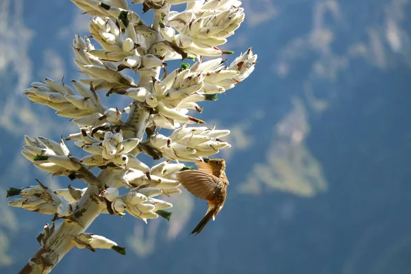 Hummingbird Néctar Puya Weberbaueri Flower Colca Canyon Arequipa Region Peru — Fotografia de Stock