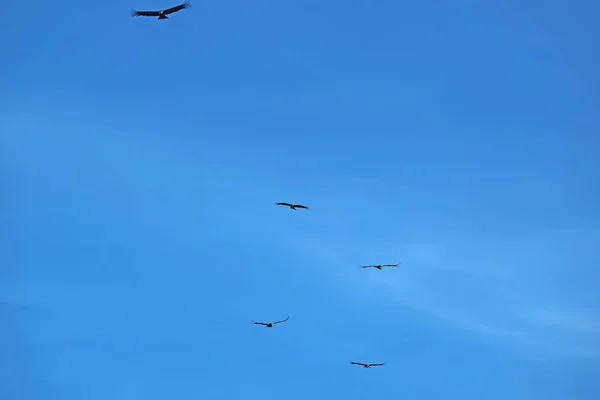 Group Andean Condor Birds Flying Blue Sky Colca Canyon Arequipa — 图库照片