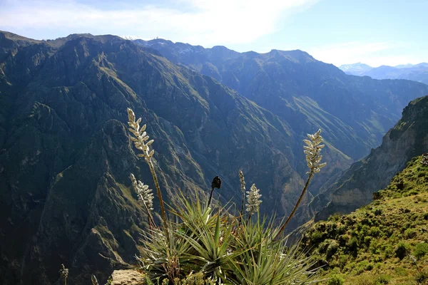 Puya Weberbaueri Virágok Colca Canyon Arequipa Régió Peru Dél Amerika — Stock Fotó