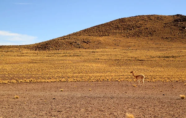 Vild Vicuna Vid Foten Chilenska Anderna Atacamaöknen Chile — Stockfoto