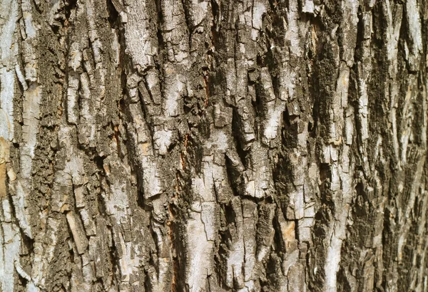 Fechou Textura Tronco Árvore Áspera Luz Sol — Fotografia de Stock