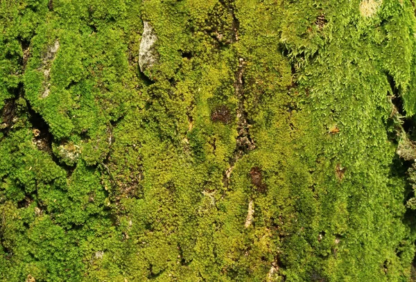 Textur Träd Stam Fylld Med Levande Gröna Mossor — Stockfoto