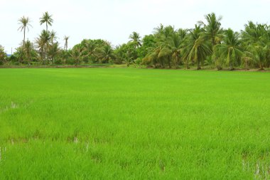 Çeltik tarlasında canlı yeşil pirinç bitkileri yetişiyor. Arka planda muz ağaçları ve palmiye ağaçları var.