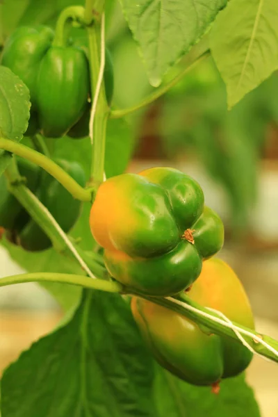 Svislý Obrázek Vyzrálé Papriky Zelené Žlutou Barvu Stromě — Stock fotografie