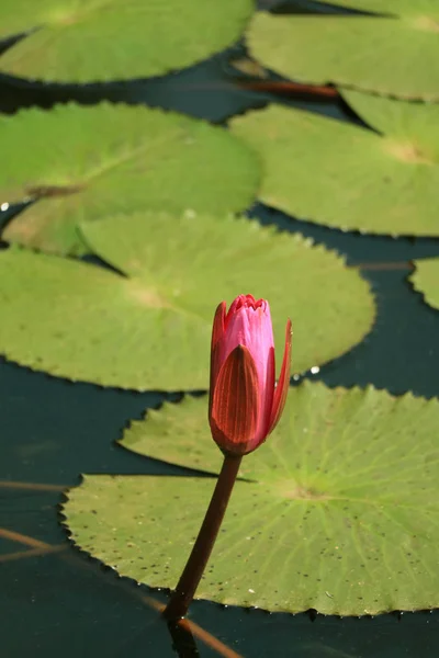 Kapanmış Pembe Lotus Çiçeği Tomurcuğu Canlı Yeşil Lotus Yaprakları Gölü — Stok fotoğraf