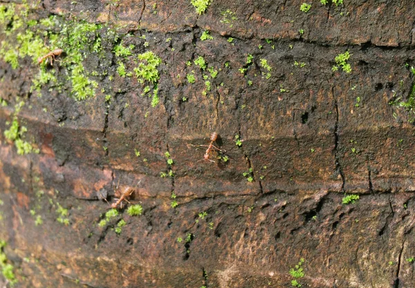 Απασχολημένος Μυρμήγκια Αναρρίχηση Στο Rough Coconut Tree Trunk Εξοχή Της — Φωτογραφία Αρχείου