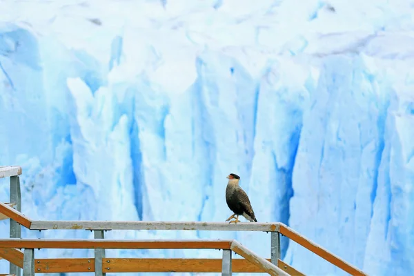 Southern Crested Caracara Bird Walking Boardwalk Railing Perito Moreno Glacier — стокове фото