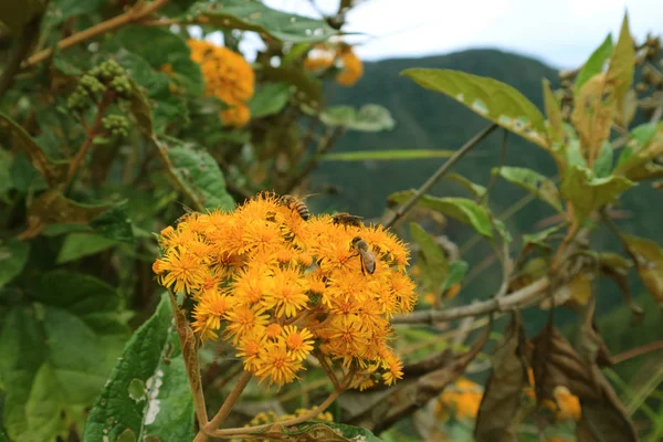 Flores Silvestres Amarelas Brilhantes Com Muitas Abelhas Coletando Néctar Montanha — Fotografia de Stock