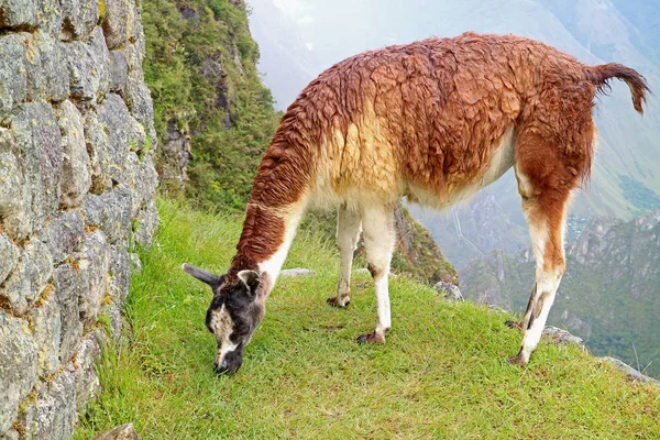 Llama Eating Grasses Inca Citadel Machu Picchu Cusco Peru South — Stock Photo, Image