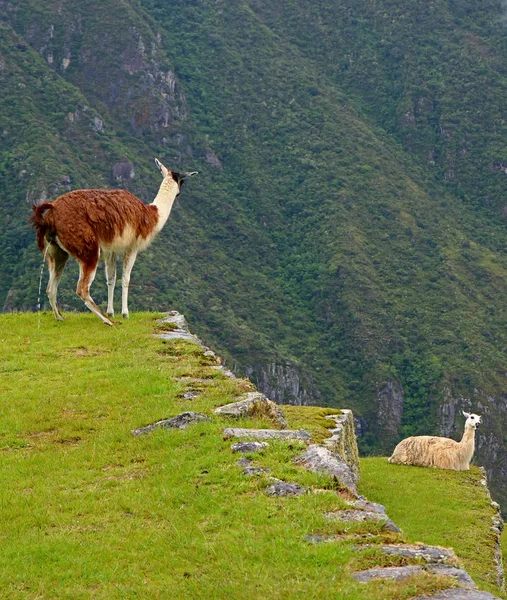 Lama Vrij Plassen Het Landbouwterras Van Machu Picchu Inca Citadel — Stockfoto
