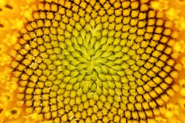 Ayçiçeğinin Benzersiz Poleninin Kapalı Dokusu