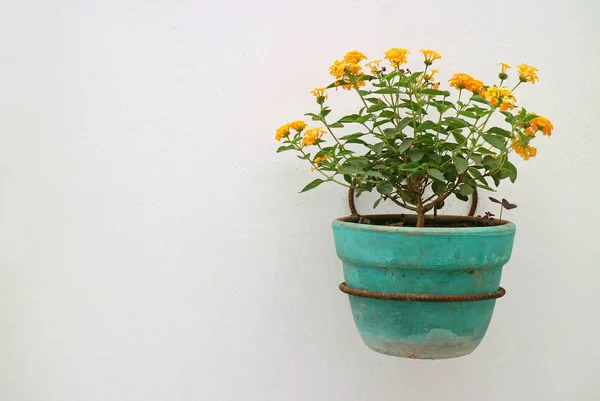 Yellow Orange Lantana Flowers Turquoise Planter Hanging White Wall — Stock Photo, Image