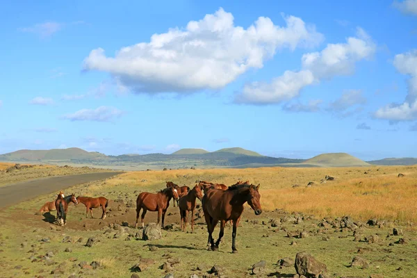 Grupp Vilda Hästar Betar Vid Vägkanten Påskön Chile Sydamerika — Stockfoto