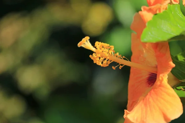 Chiuso Polline Colore Arancione Hibiscus Alla Luce Del Sole Isola — Foto Stock