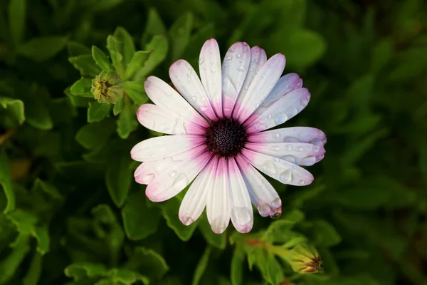 Top View White Purple Cape Daisy Flower Raindrops Easter Island — Stock Photo, Image