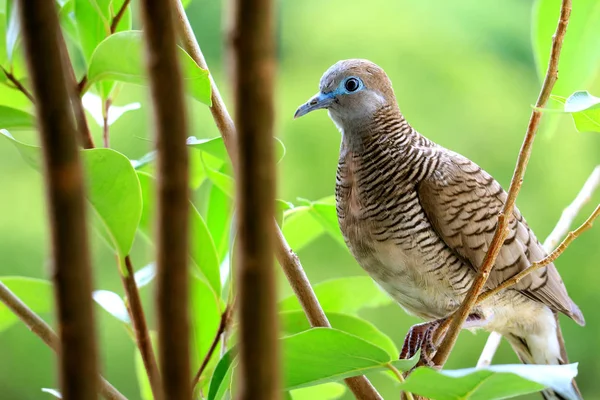 Pouco Selvagem Zebra Dove Pousando Galho Árvore Com Folhagem Verde — Fotografia de Stock