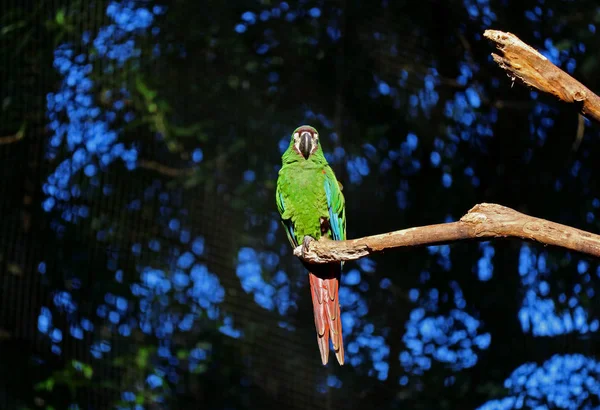 Один Яркий Зеленый Попугай Грызущий Ветку Дерева Фос Игуаку Бразилия — стоковое фото