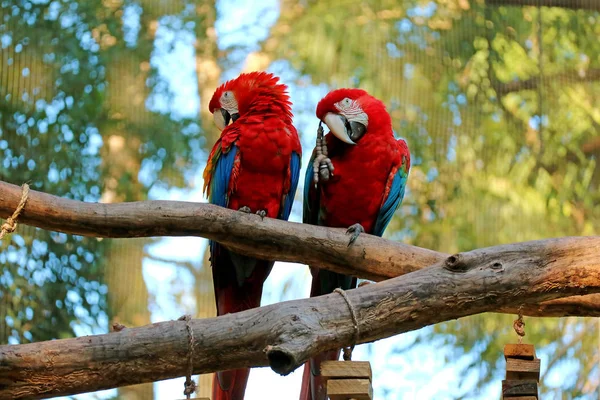Két Scarlet Macaw Egymás Mellett Fán Foz Iguacu Brazília Dél — Stock Fotó