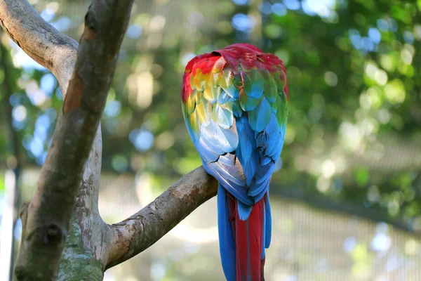 Baksidan Scharlakansröd Macaw Abborrar Trädet Foz Iguacu Brasilien Sydamerika — Stockfoto