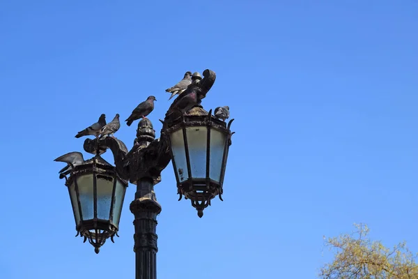 Bir Grup Güvercin Mavi Gökyüzüne Karşı Klasik Sokak Lambasına Tünediler — Stok fotoğraf