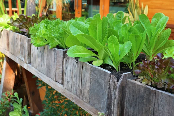 Vegetales Del Patio Trasero Creciendo Los Contenedores Madera — Foto de Stock