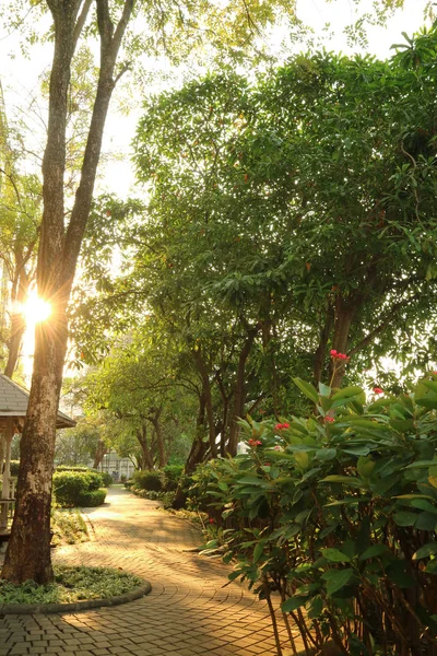 Ağaçtan Süzülen Sıcak Güneş Işığıyla Tropik Bir Bahçe — Stok fotoğraf