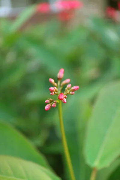 Imagen Vertical Brotes Jatrofa Encerrados Verde Borroso Bush Segundo Plano — Foto de Stock