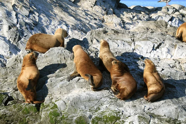 Grupo Leones Marinos Tomando Sol Isla Rocosa Del Canal Beagle — Foto de Stock