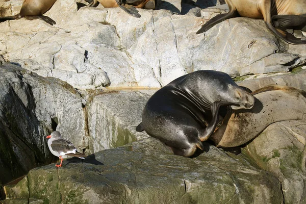 León Marino Durmiendo Isla Rocosa Junto Una Gaviota Canal Beagle — Foto de Stock