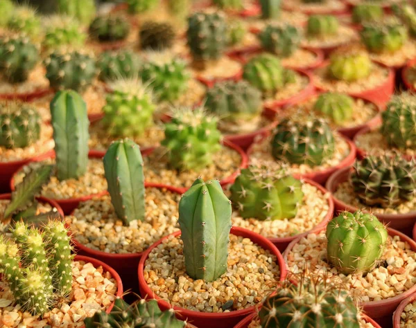 Lined Różnego Rodzaju Doniczkowe Mini Soczyste Rośliny Popołudniowym Świetle Słonecznym — Zdjęcie stockowe