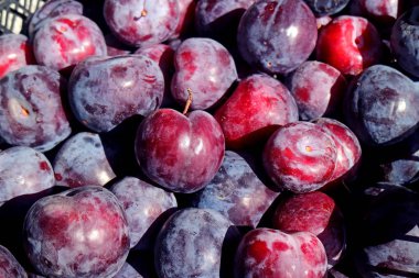 Markette satılık taze taze taze organik kırmızı erik meyveleri.