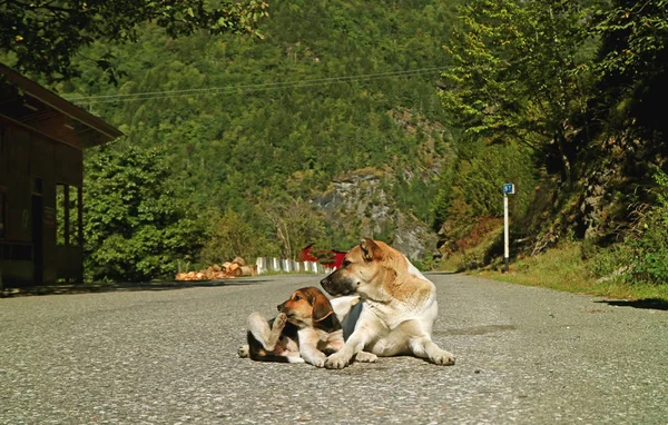Mother Dog Her Cute Puppy Sunbathing Empty Caucasus Mountain Road — Stock Photo, Image