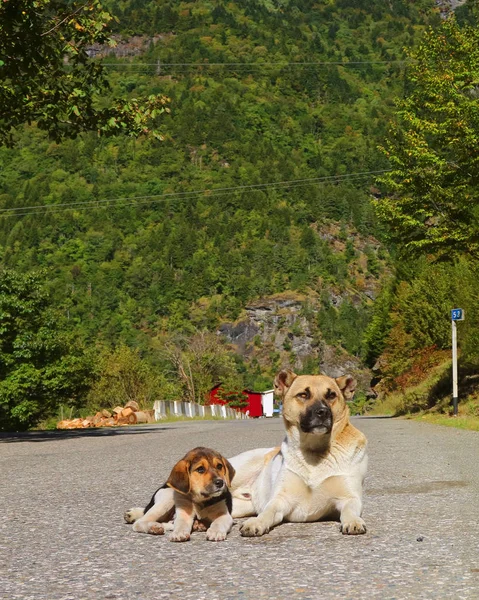 Vertical Image Mother Dog Relaxing Empty Road Her Adorable Puppy — Stock Photo, Image