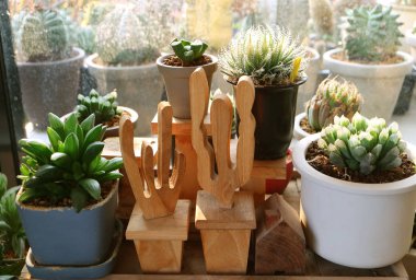 Çeşitli kaktüs bitkileri bahçe işleri için iyidir.