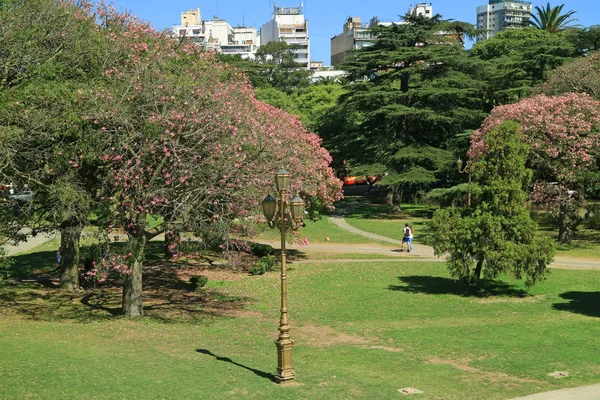 Belo Parque Público Com Árvores Floridas Área Palermo Buenos Aires — Fotografia de Stock