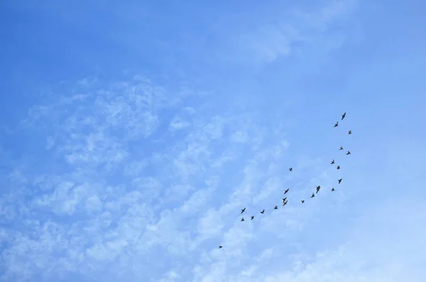 云彩斑斑 飞鸟成群 — 图库照片