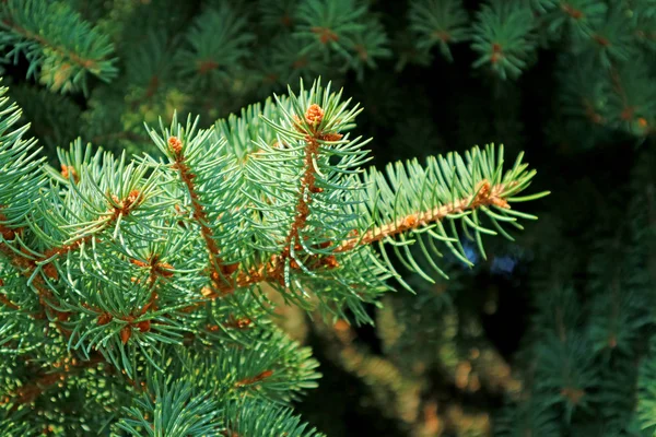 Branches Rapprochées Sapin Vert Sous Lumière Soleil — Photo