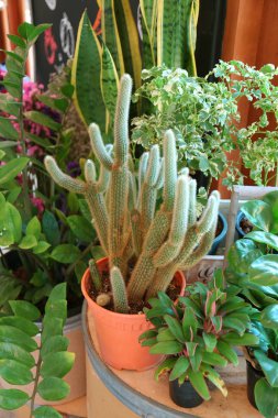 Kaktüslü bahçe işleri ve havayı temizleyen başka bir ev bitkisi.