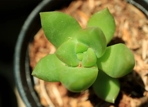 Güneş Işığındaki Canlı Yeşil Mini Sulu Bitkileri Kapattı — Stok fotoğraf