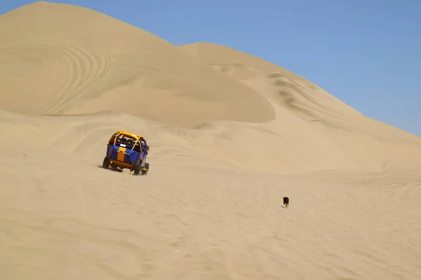 Непослушная Собака Гонится Бегущей Дюной Дюнах Пустыни Хуакачина Регион Ика — стоковое фото
