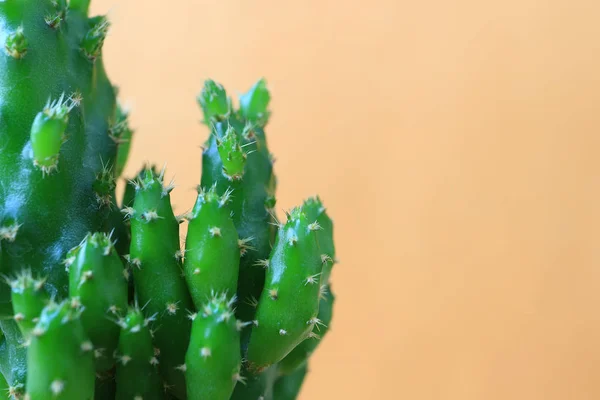 Fermé Vert Vif Mini Plantes Cactus Sur Fond Orange Pastel — Photo