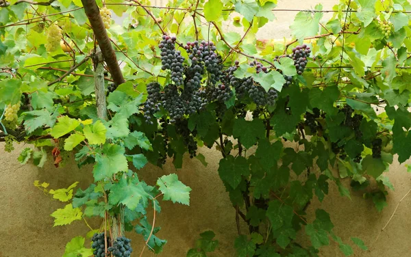 Bunches Ripening Grapes Vine Front Country Houses Georgia — Stock Photo, Image