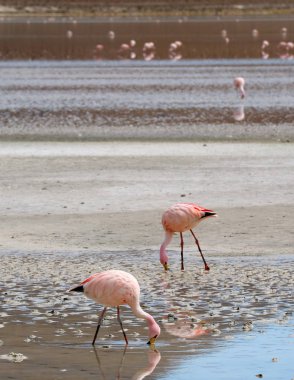 Arka planda Bulanık Flamingo Grubu, Bolivya Altiplano, Potosi, Bolivya