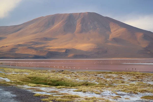 Amazing Red Salt Lake Laguna Colorada Uncountable Flamingos High Plateau — стокове фото