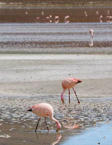Två Flamingos Grazing Grunt Saltvatten Laguna Hedionda Lake Med Suddig — Stockfoto