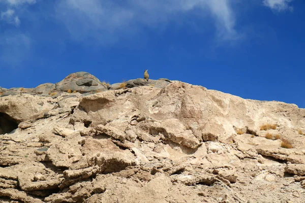 Mountain Viscacha Resting Rocky Hill Vivid Blue Sky Arid Desert — Stock Photo, Image