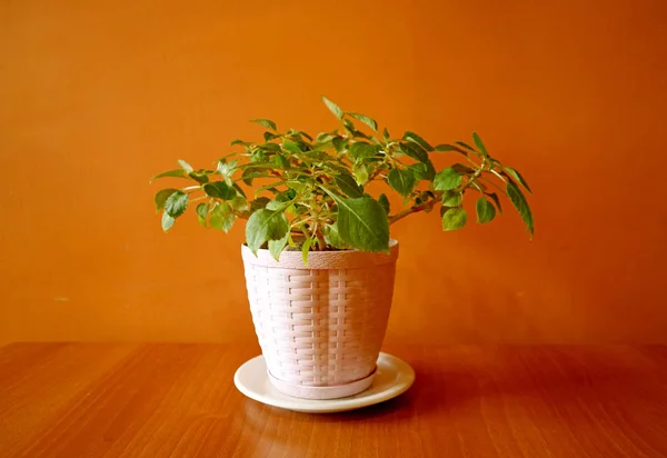 White Planter Evergreen Plants Orange Colored Wall — Stock Photo, Image