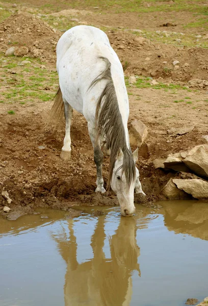 Pionowy Obraz Białego Dzikiego Konia Pijącego Wodę Podnóża Wierzchołka — Zdjęcie stockowe